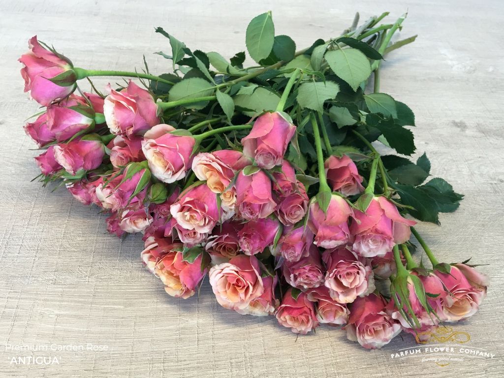 E.Bosco Wien - Schnittblumen Rosen Antigua