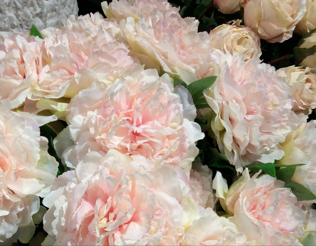 E.Bosco Wien - Schnittblumen leichtes rosa