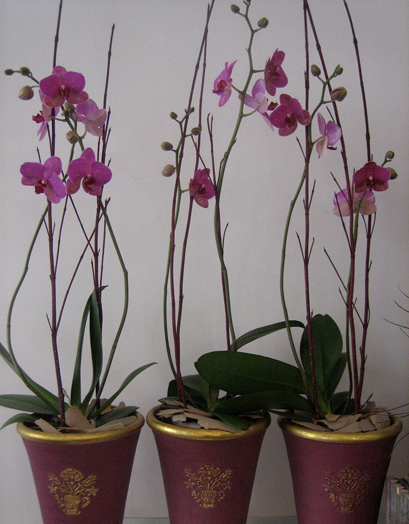 E.Bosco Wien - Orchideen in einem wunderschönen Topf