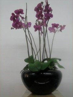 E.Bosco - Topfpflanzen Orchideen